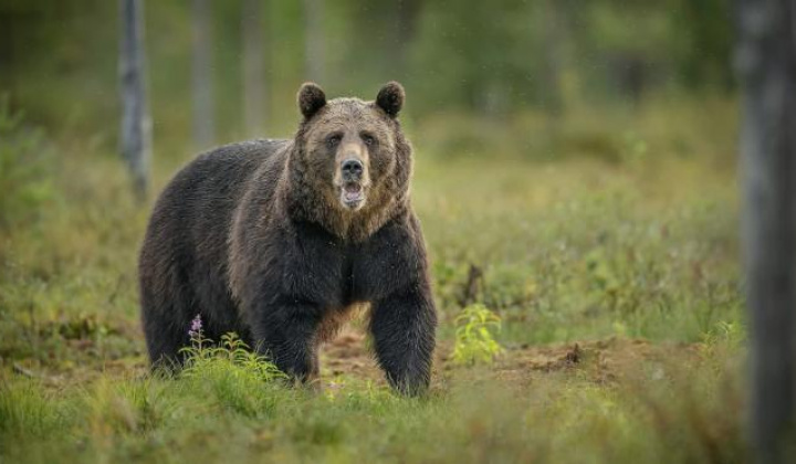 Fotka - Vyhlásenie mimoriadnej situácie spôsobenej nežiaducim výskytom medveďa hnedého (Ursus arctos) vo vybraných okresoch Slovenskej republiky